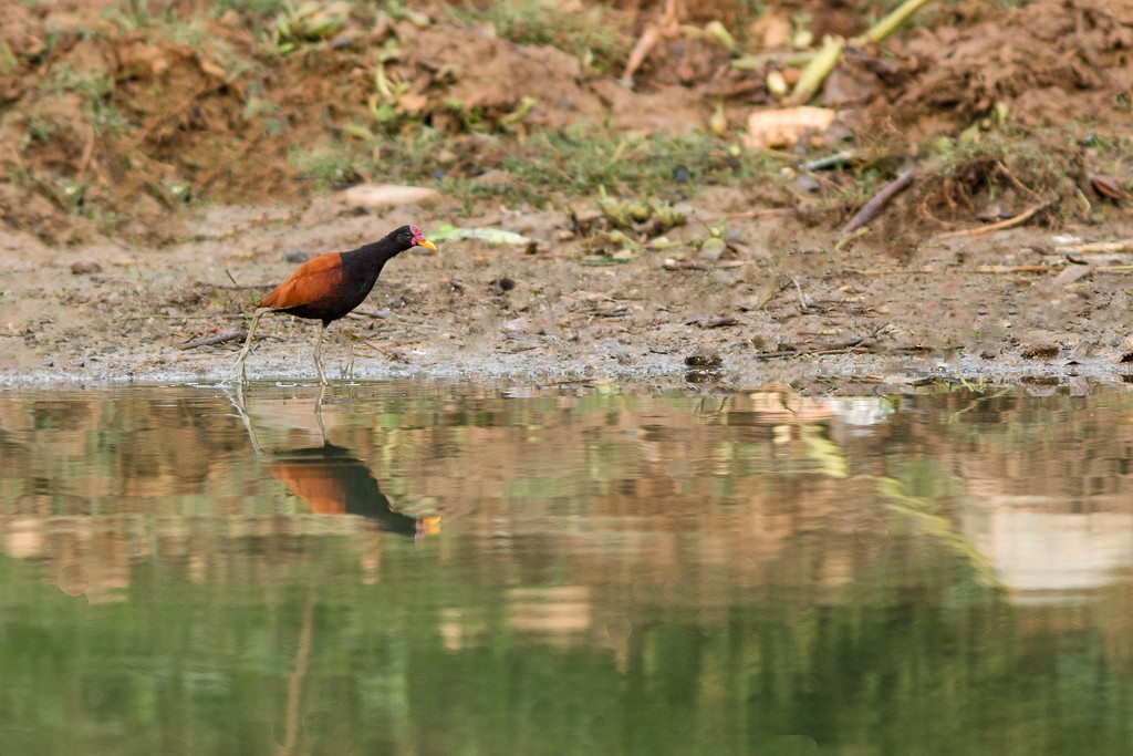 Wattled Jacana - ML643781168