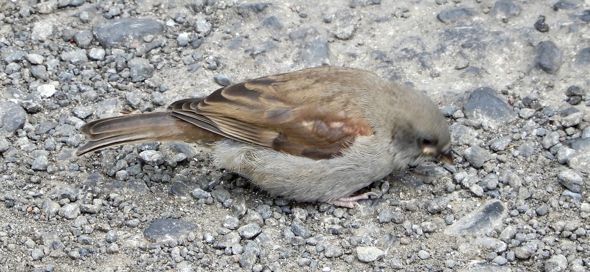 Swainson's Sparrow - ML643781186