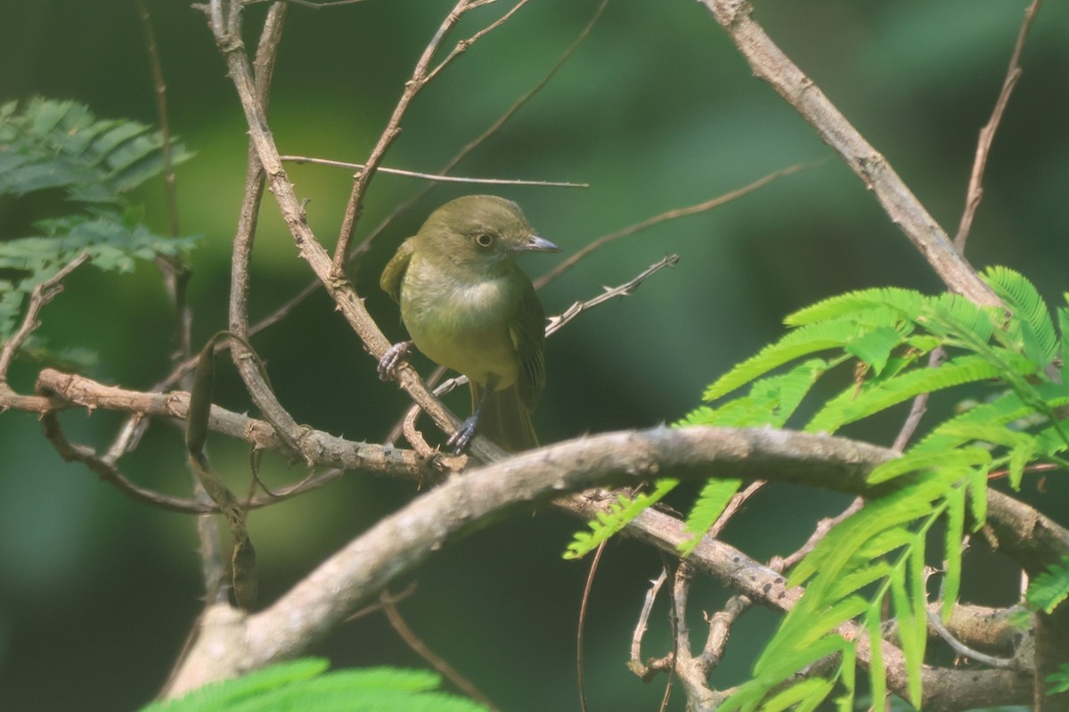 Sulphur-bellied Tyrant-Manakin - ML643781192