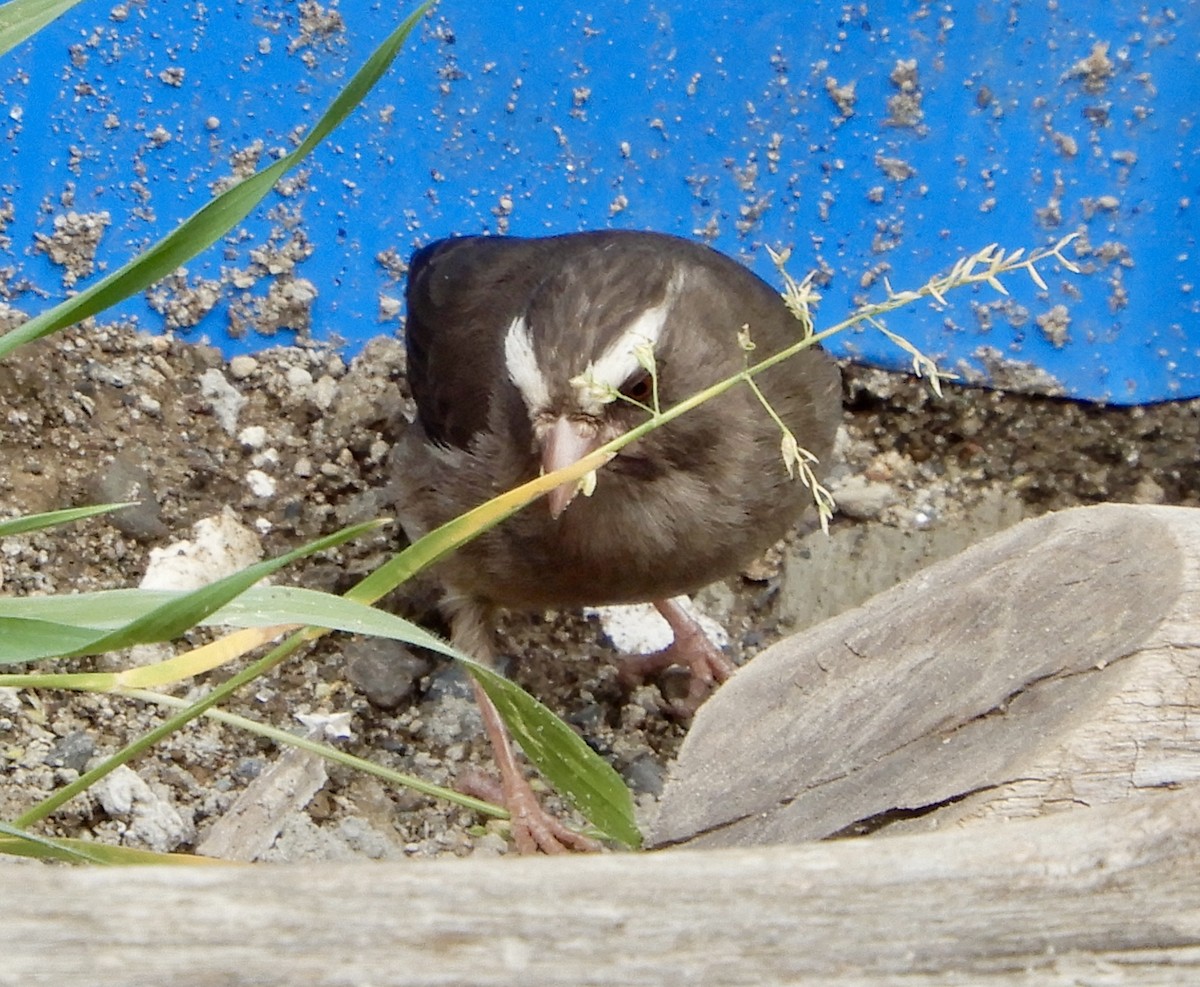 Brown-rumped Seedeater - ML643781196