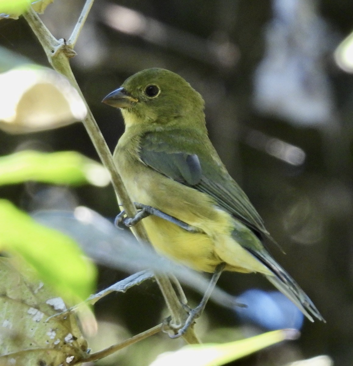 Painted Bunting - ML643781199