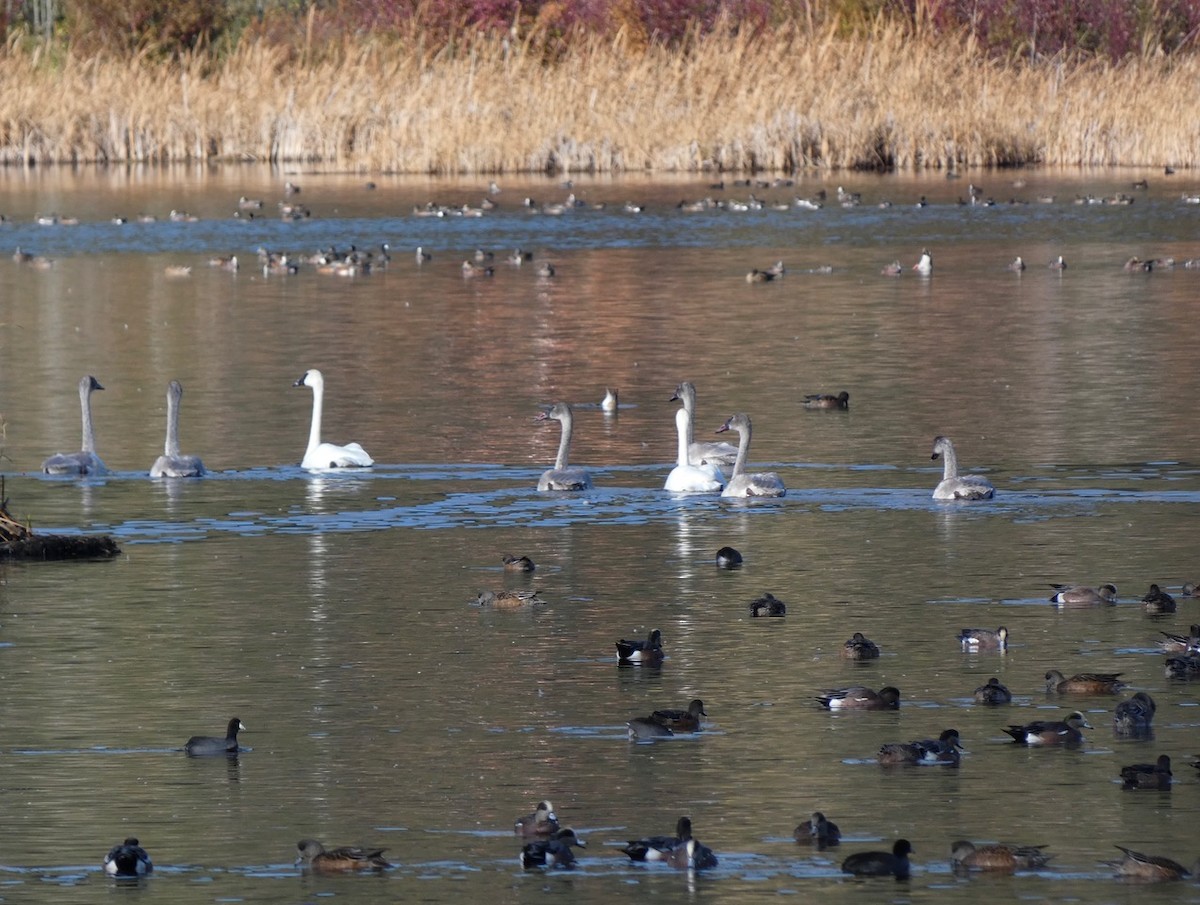 Trumpeter Swan - ML643781207
