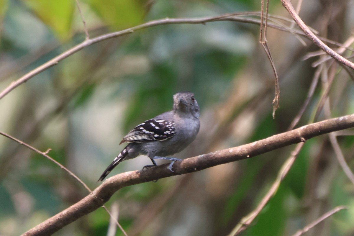 Northern Slaty-Antshrike - ML643781210