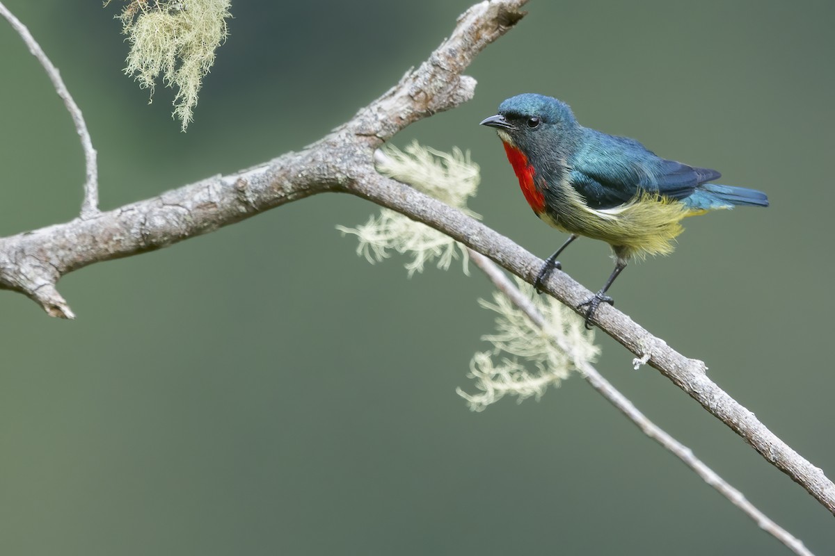 Fire-throated Flowerpecker - ML643781212