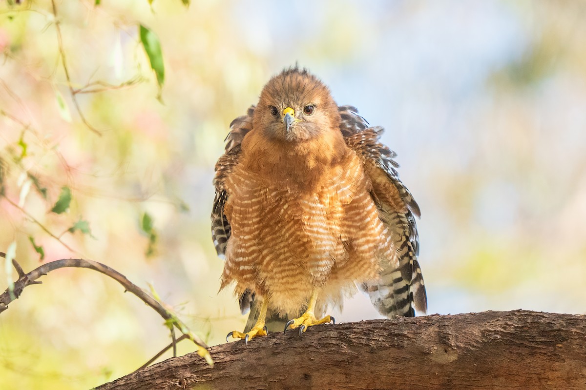 Red-shouldered Hawk - ML643781217