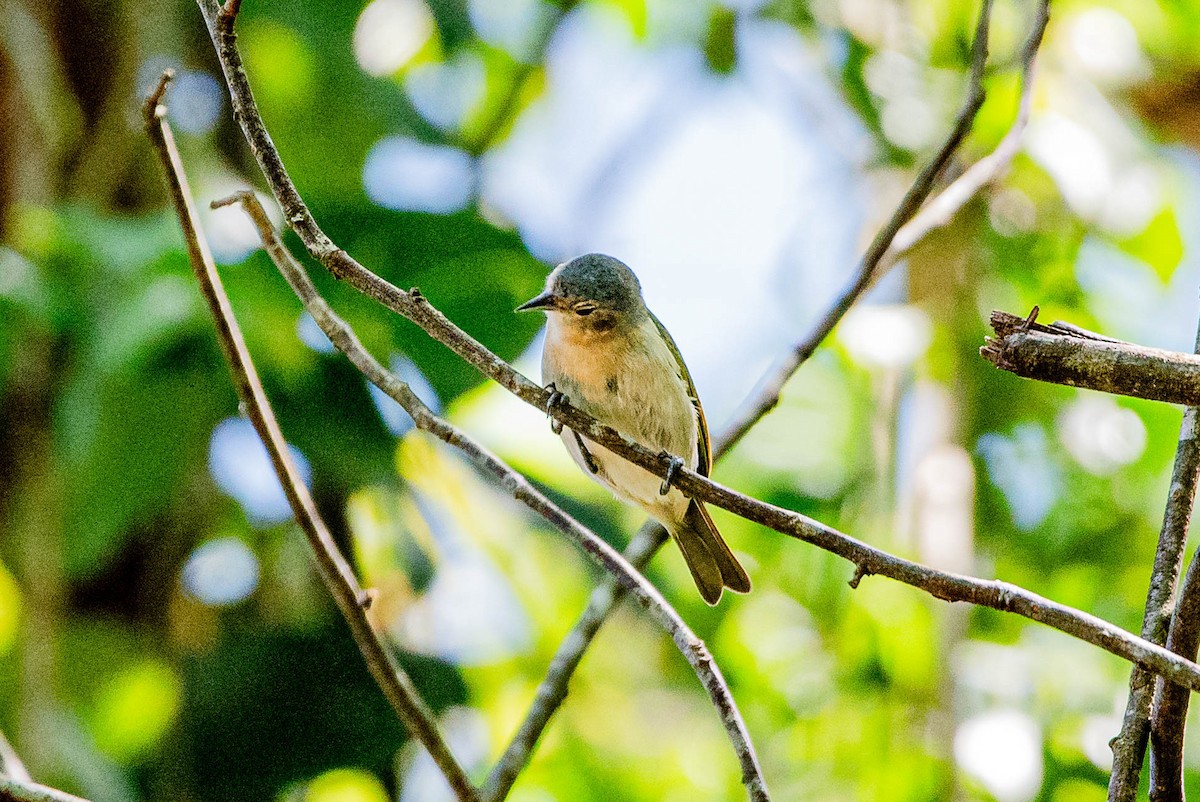 Chestnut-vented Conebill - ML643781218