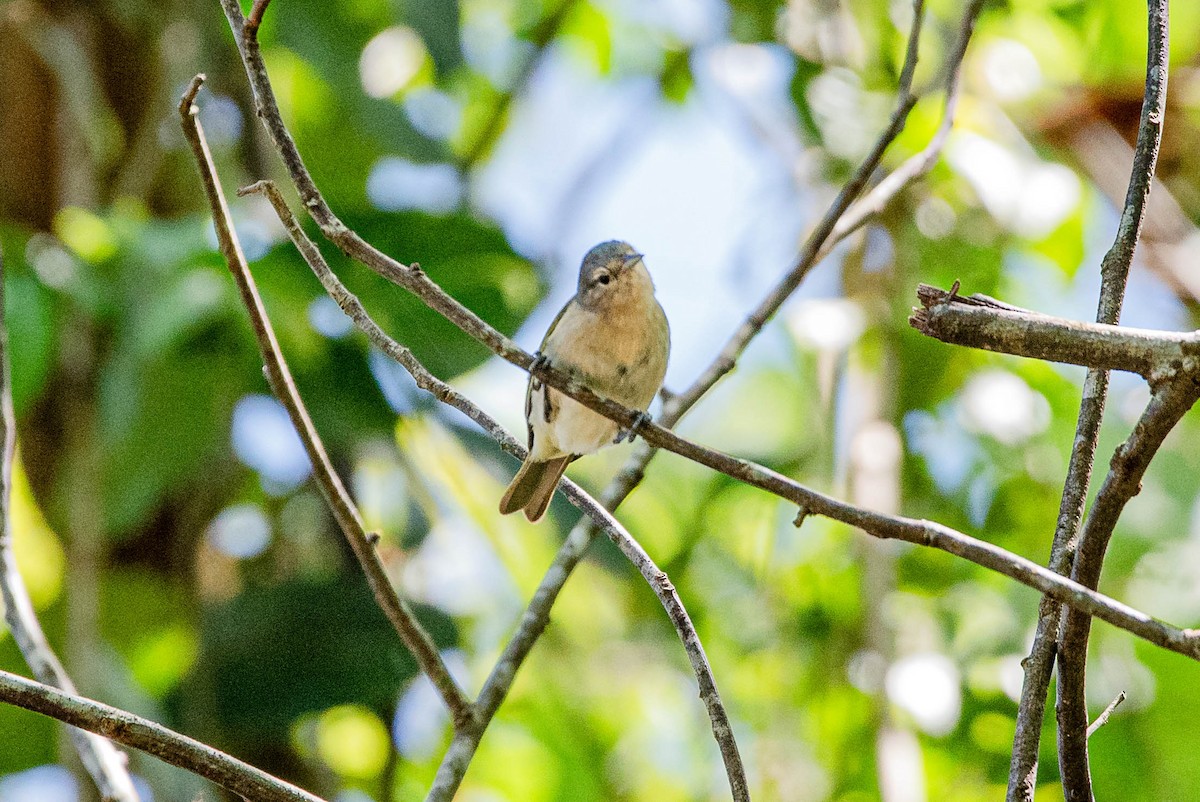 Chestnut-vented Conebill - ML643781219