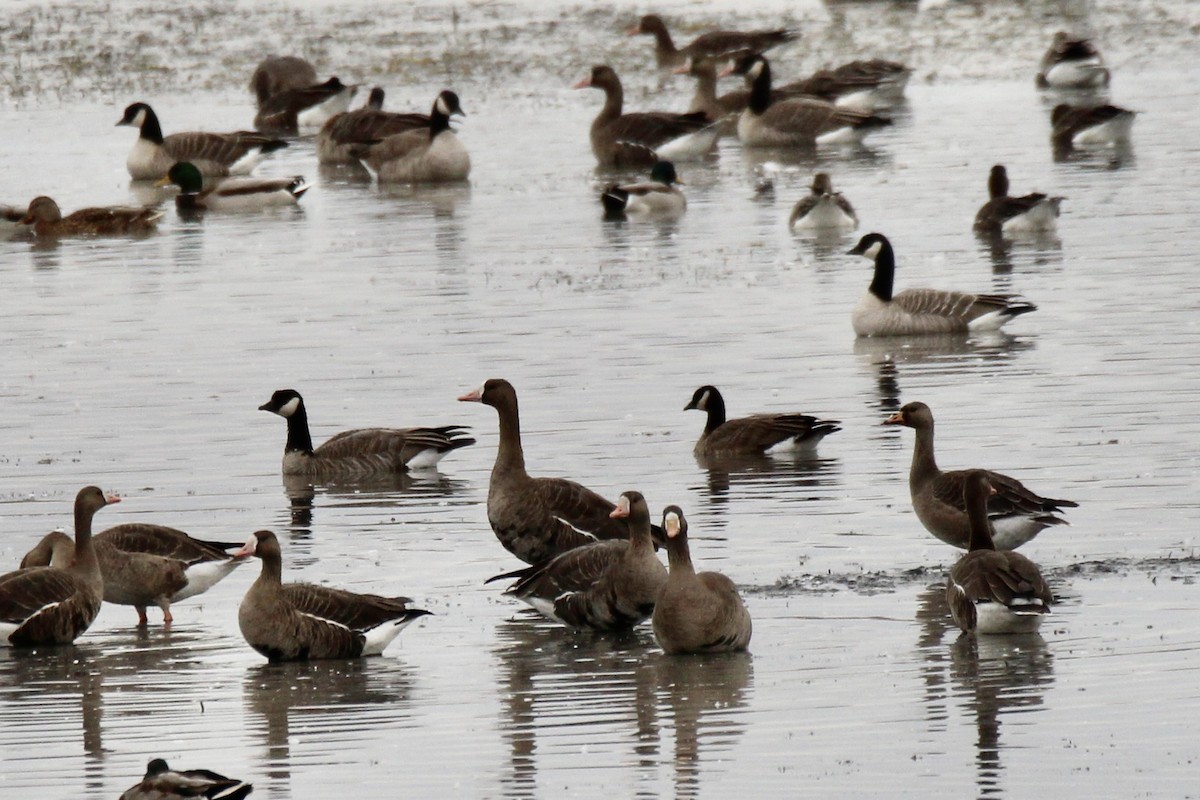 Cackling Goose (Richardson's) - ML643781220