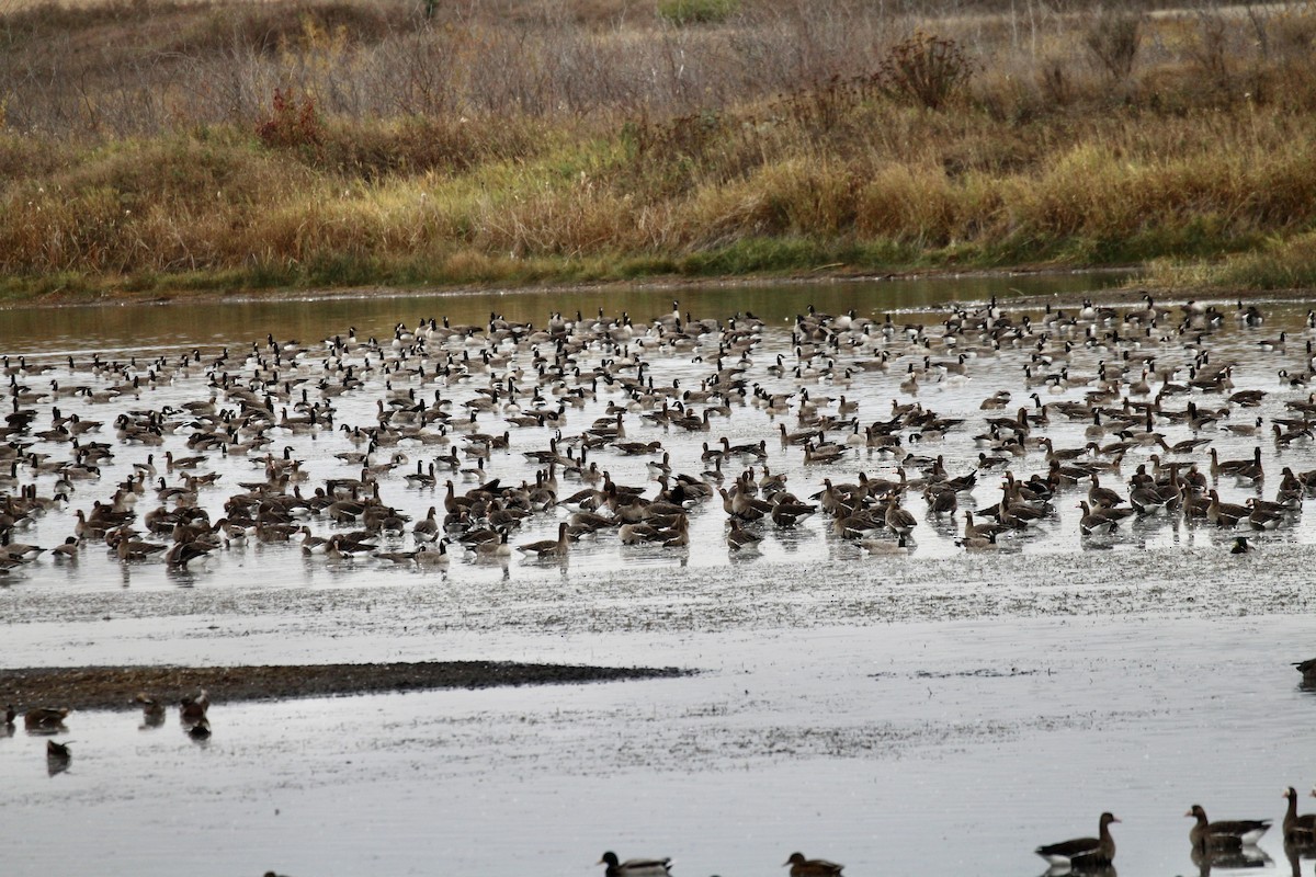Cackling Goose (Richardson's) - ML643781221