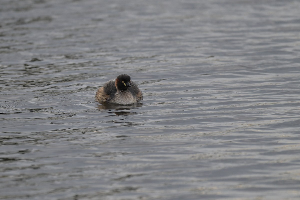 Australasian Grebe - ML643781223