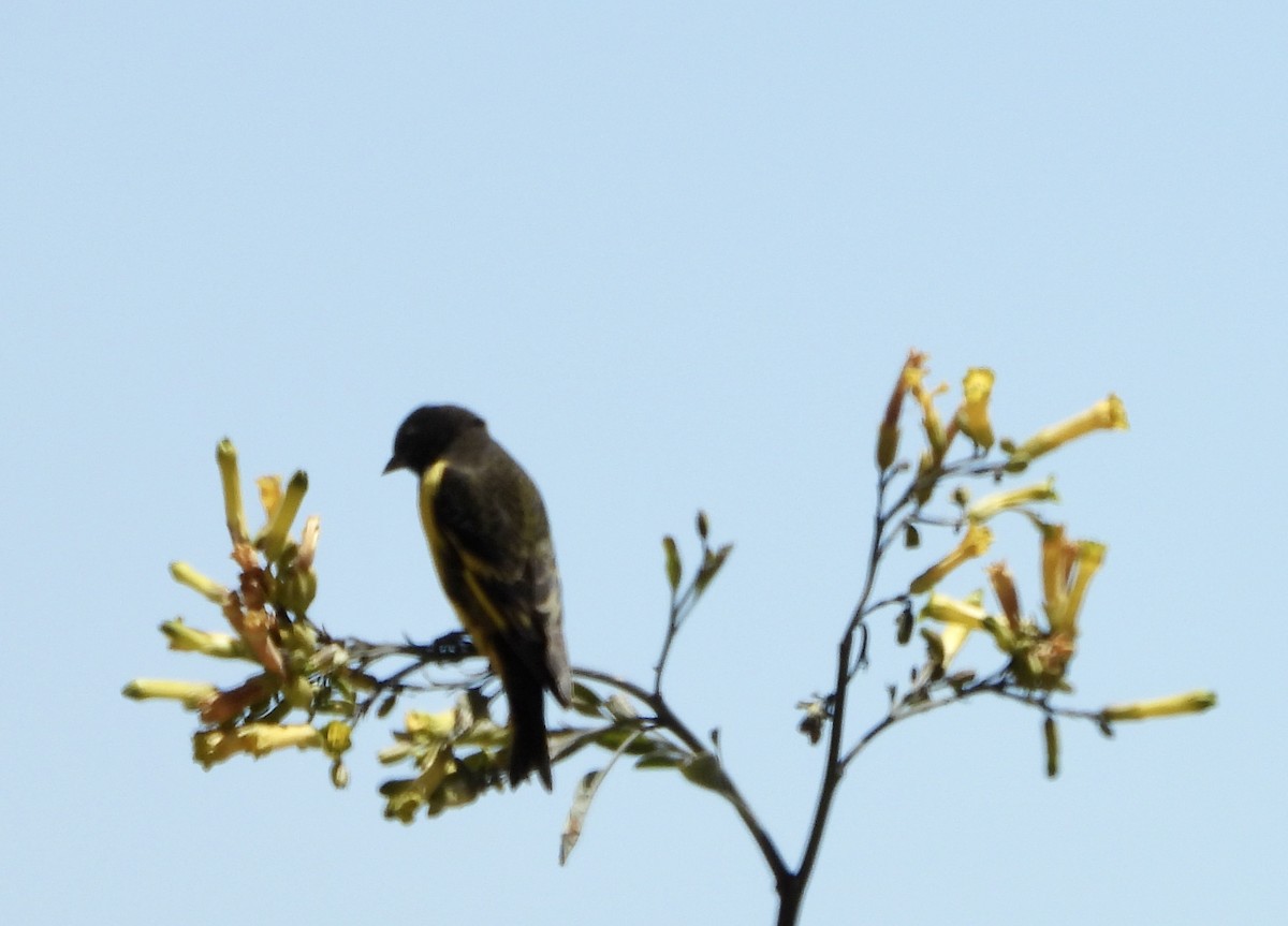 Yellow-rumped Siskin - ML643781224