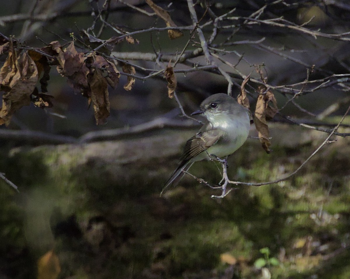 Eastern Phoebe - ML643781225