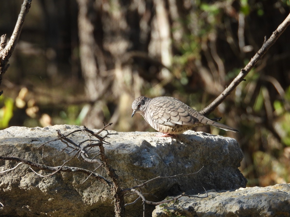 Inca Dove - ML643781231