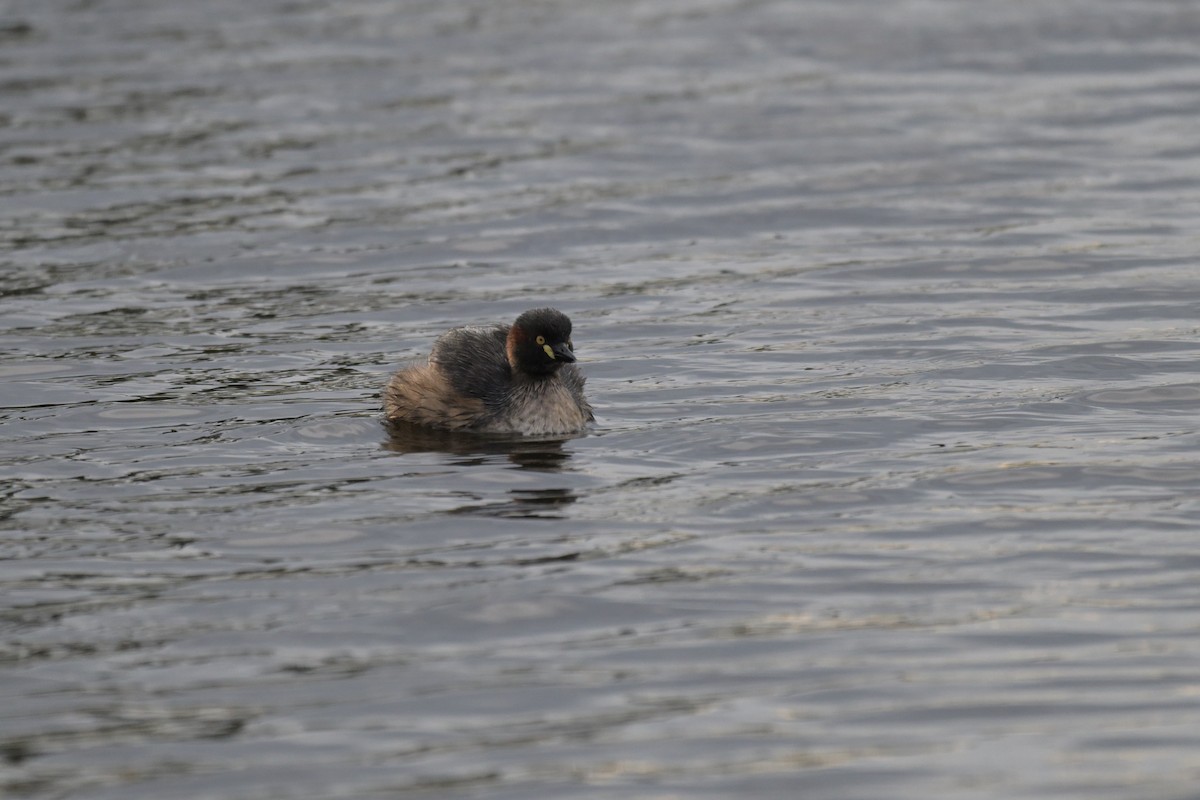 Australasian Grebe - ML643781233