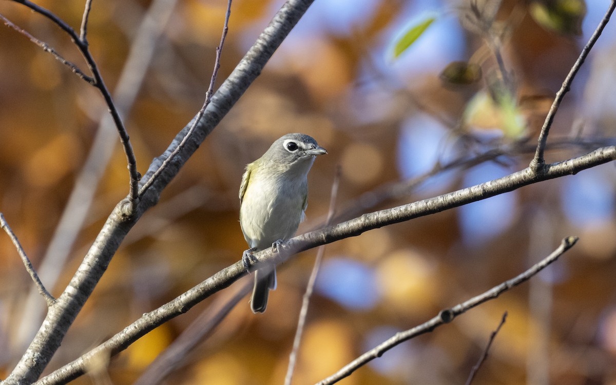 フタスジモズモドキ - ML643781236