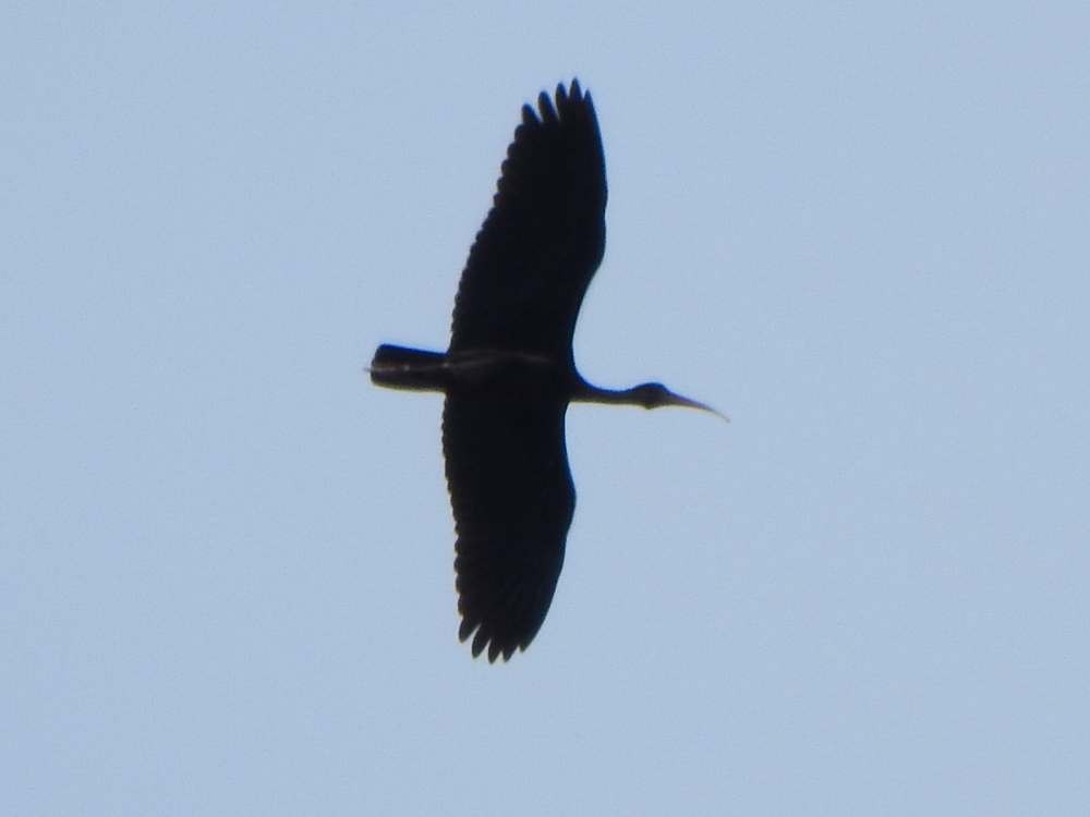 Bare-faced Ibis - ML643781241