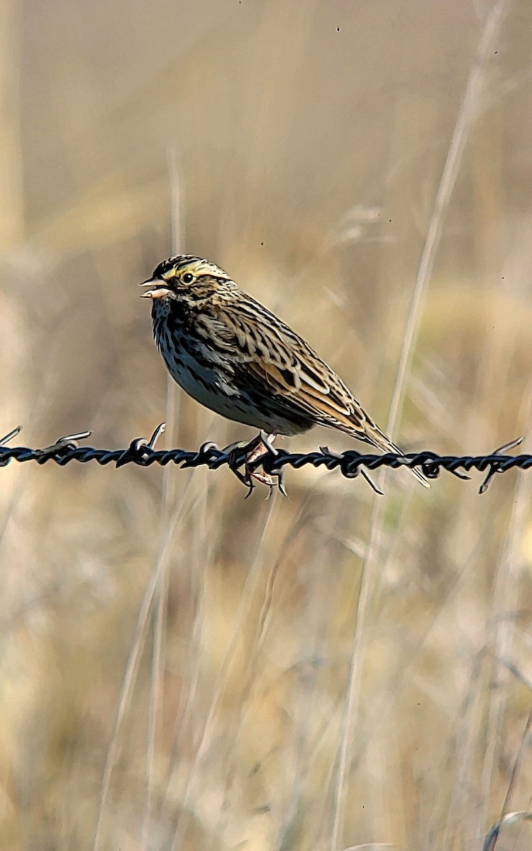 Savannah Sparrow - ML643781244