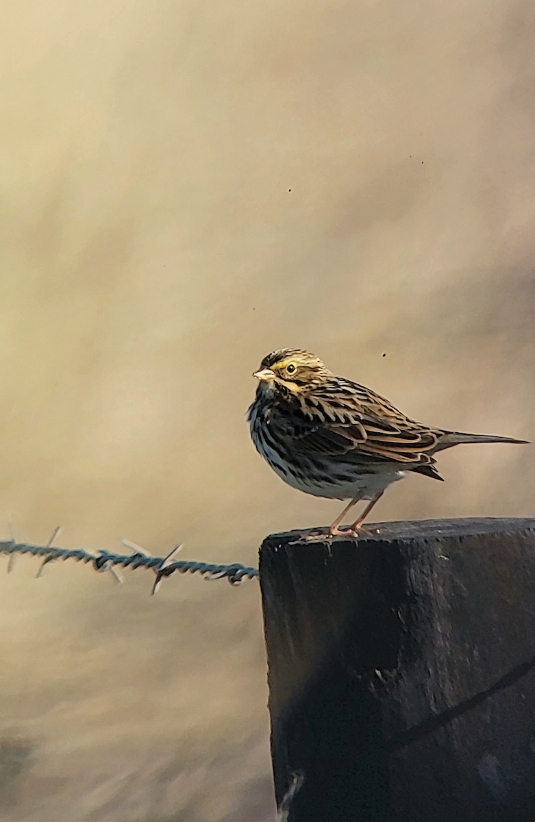 Savannah Sparrow - ML643781245