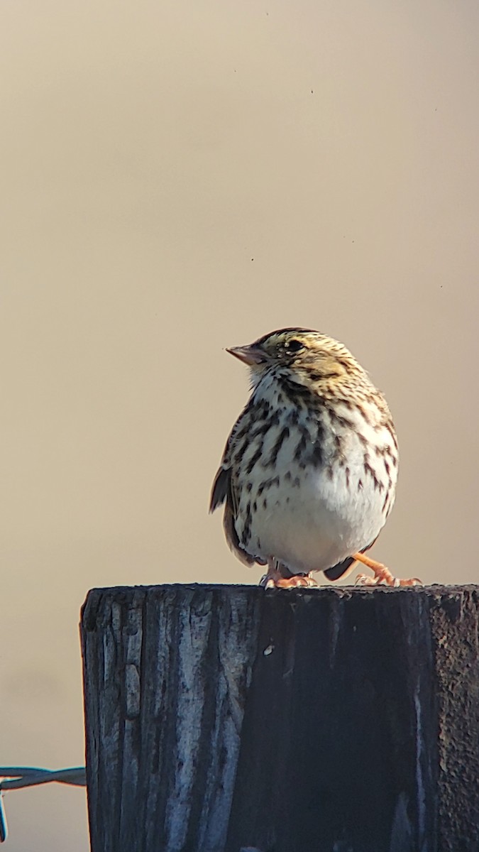 Savannah Sparrow - ML643781246