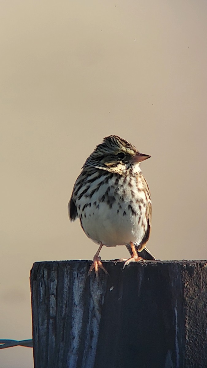 Savannah Sparrow - ML643781247