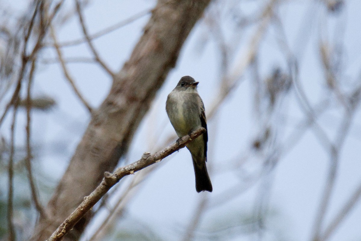 Eastern Wood-Pewee - ML643781257