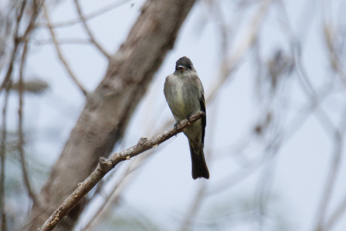 Eastern Wood-Pewee - ML643781258