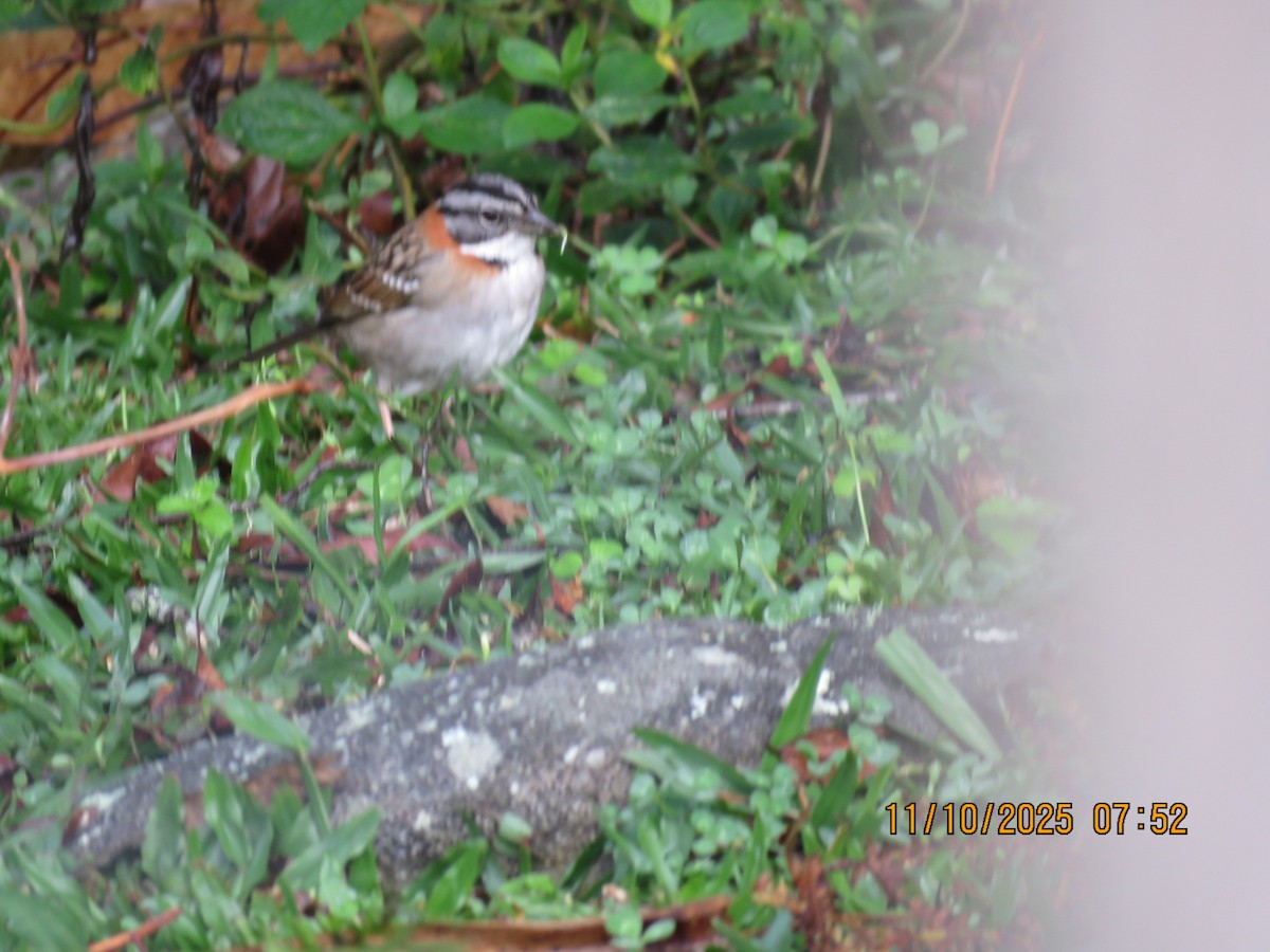 Rufous-collared Sparrow - ML643781265