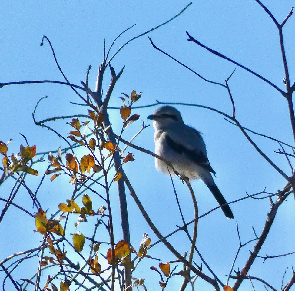 Northern Shrike - ML643781273
