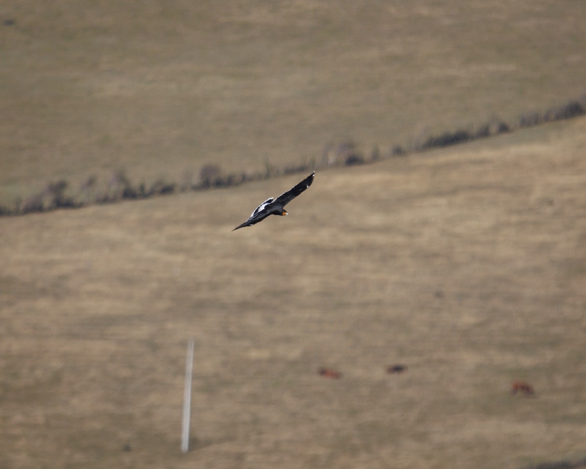 Carunculated Caracara - ML643781274