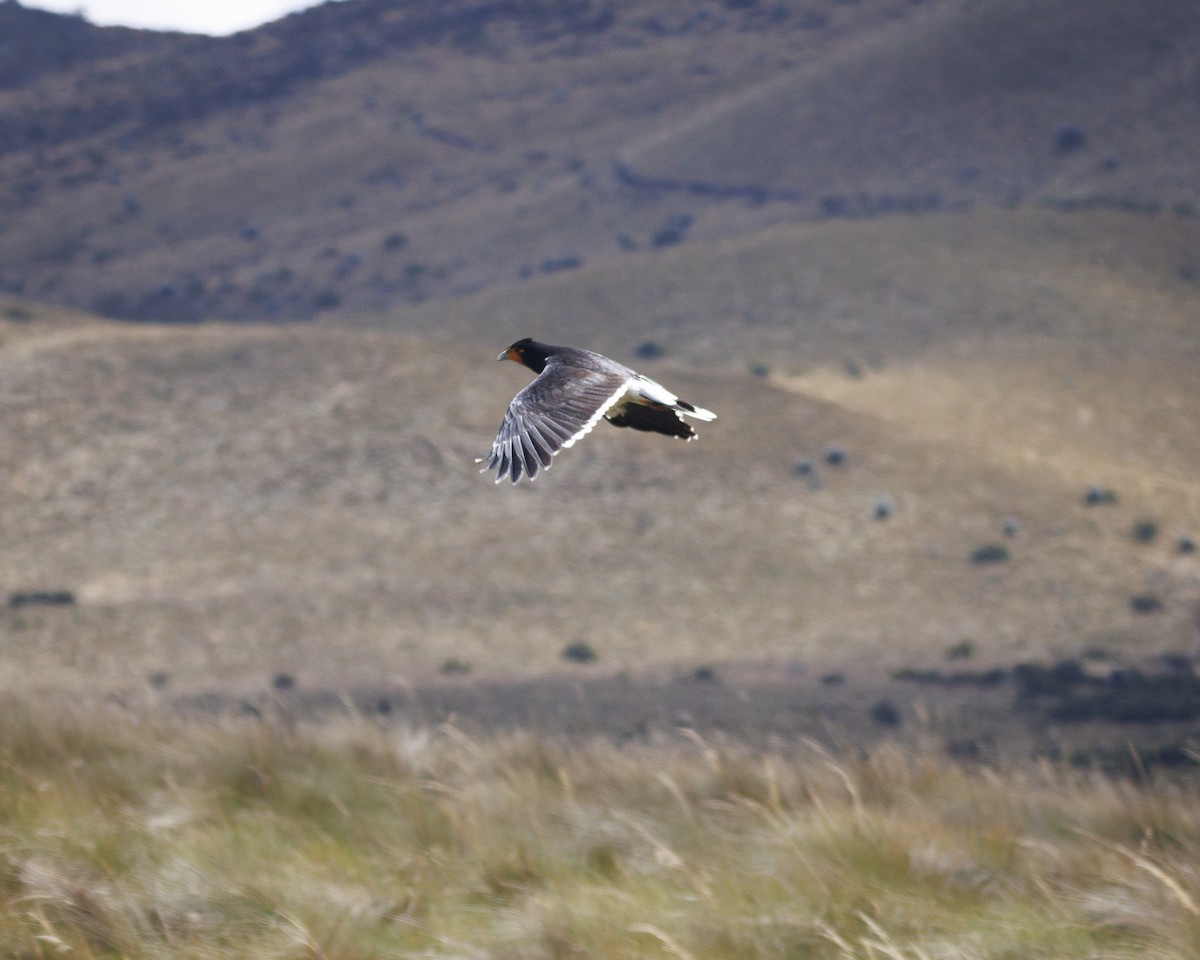 Carunculated Caracara - ML643781275