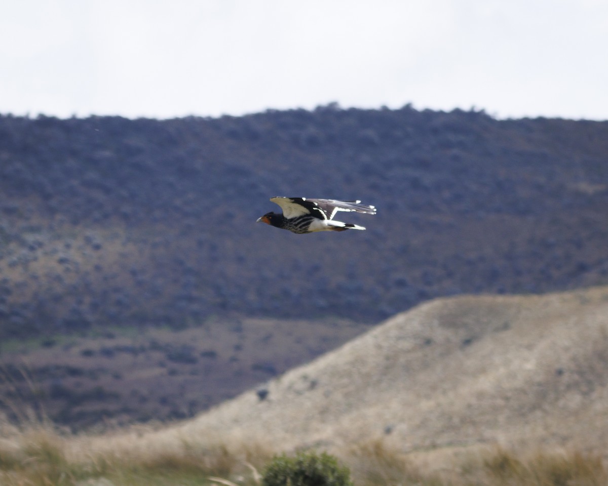 Carunculated Caracara - ML643781276