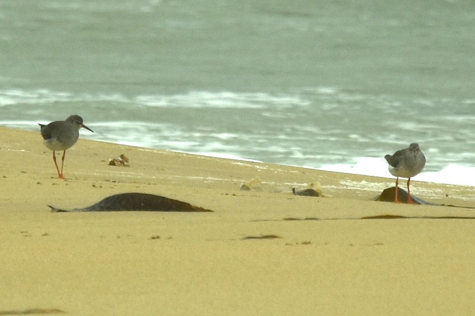 Common Redshank - ML643781312