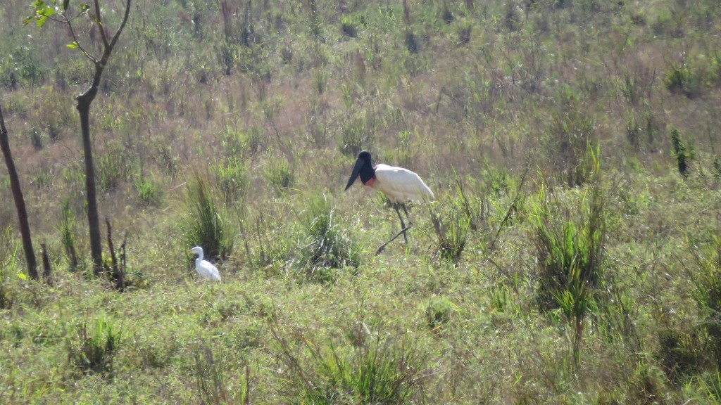 Jabiru - ML643781335