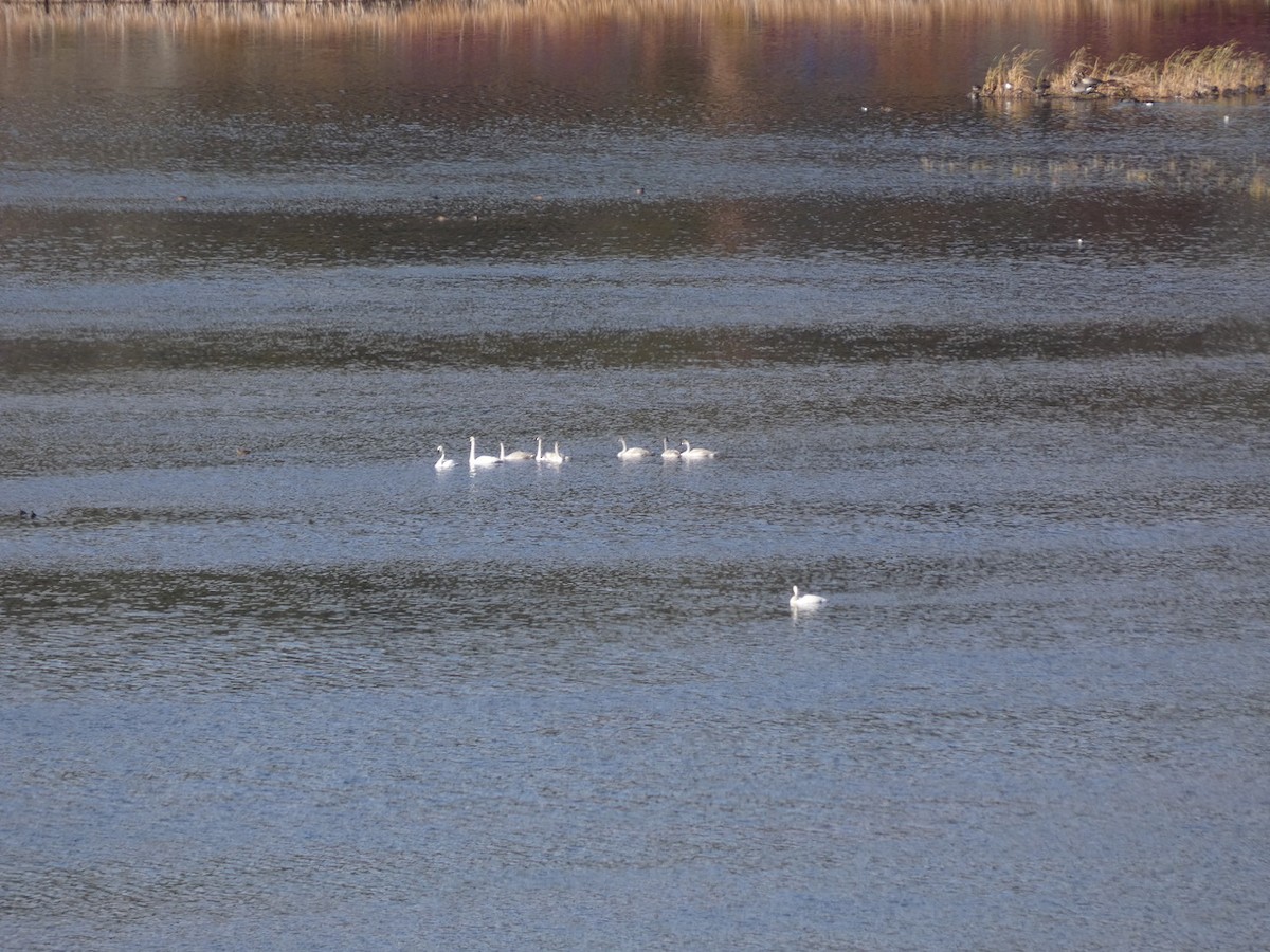 Trumpeter Swan - ML643781339