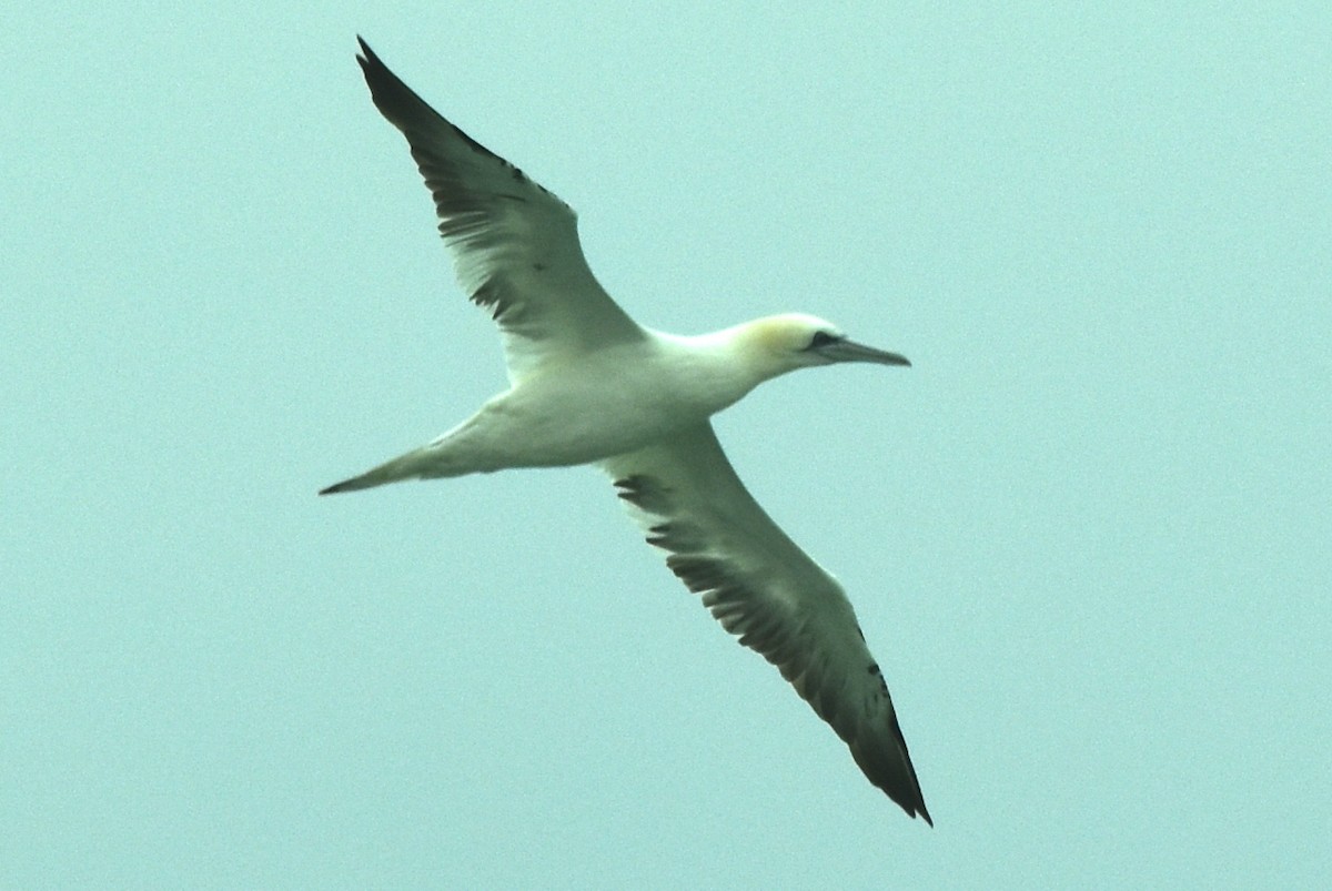 Northern Gannet - ML643781342