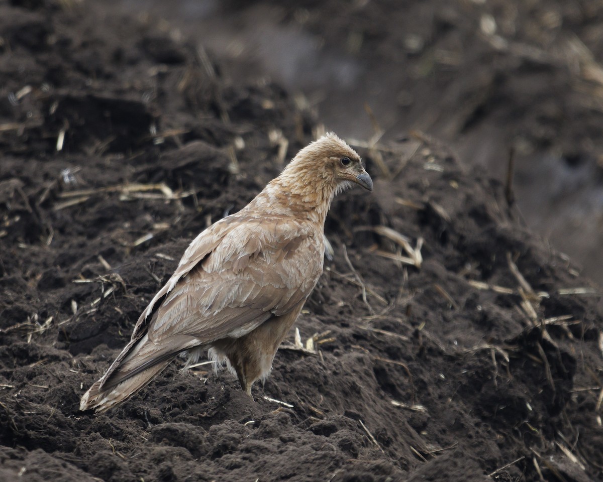Carunculated Caracara - ML643781343