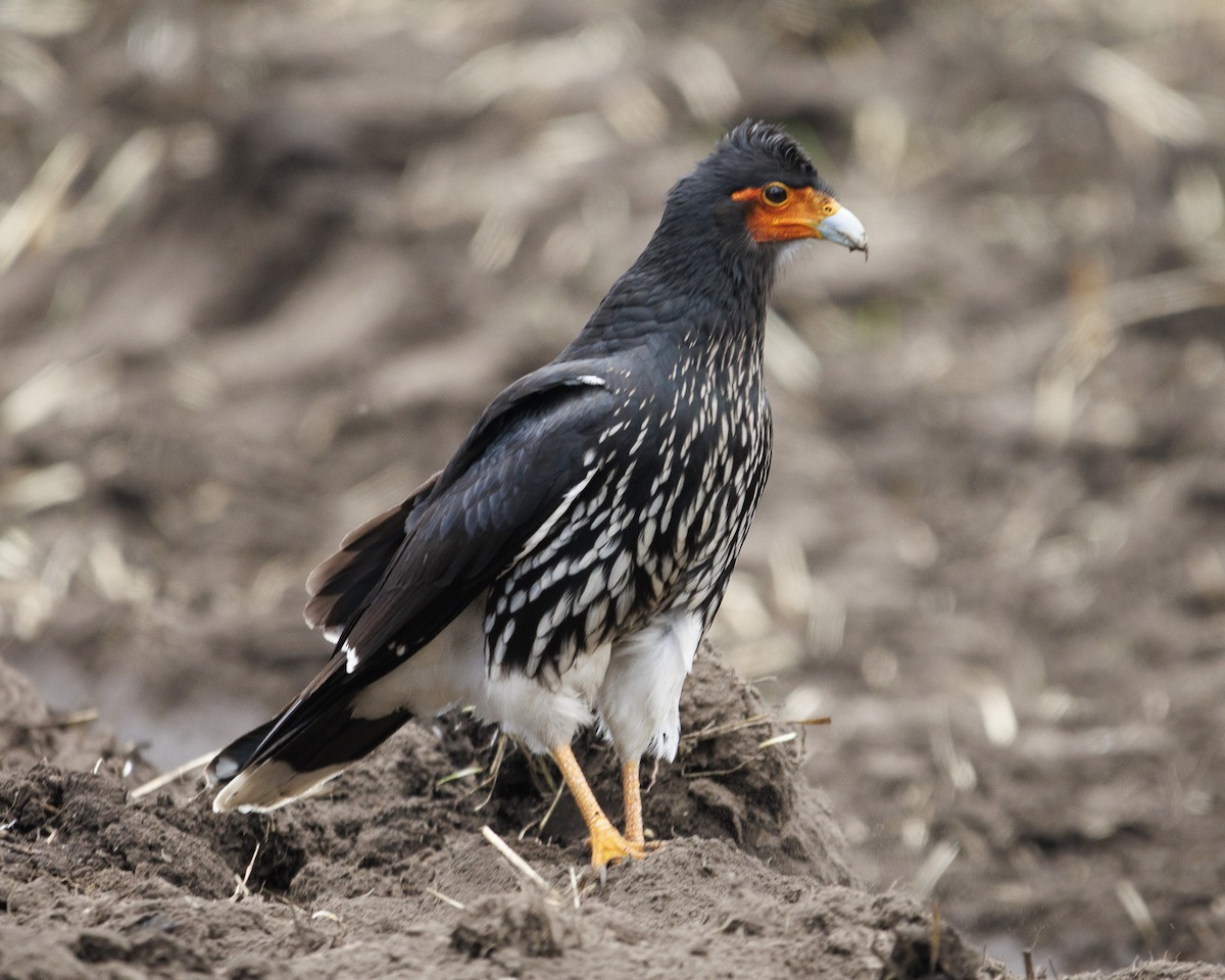 Carunculated Caracara - ML643781344