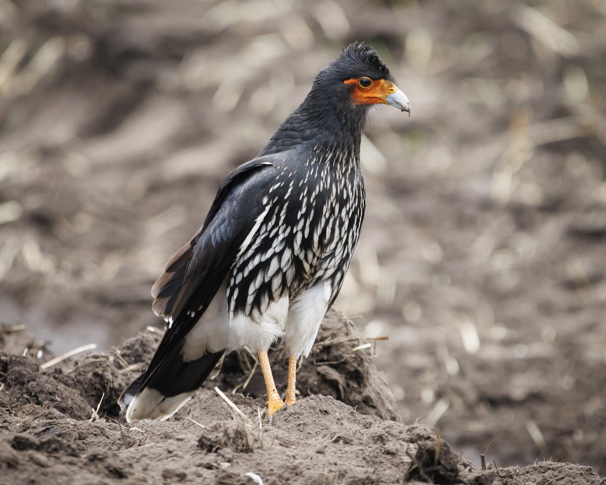 Carunculated Caracara - ML643781346