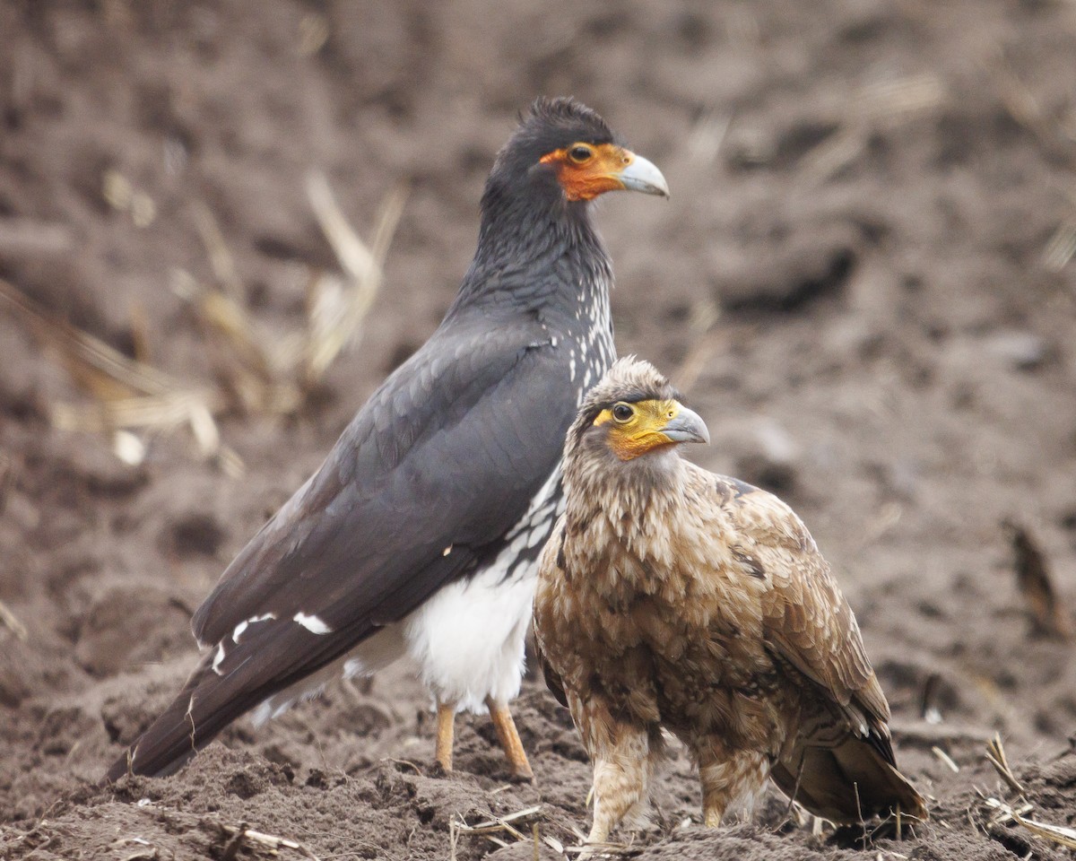 Carunculated Caracara - ML643781347