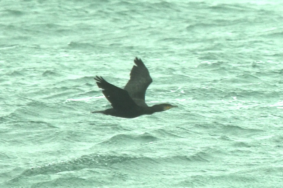 Ubarroi handia - ML643781353