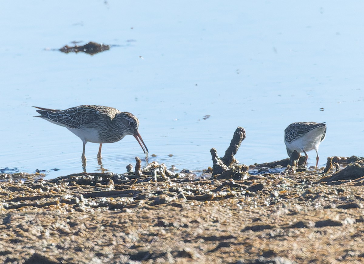 Pectoral Sandpiper - ML643781358