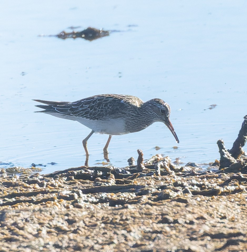Pectoral Sandpiper - ML643781359