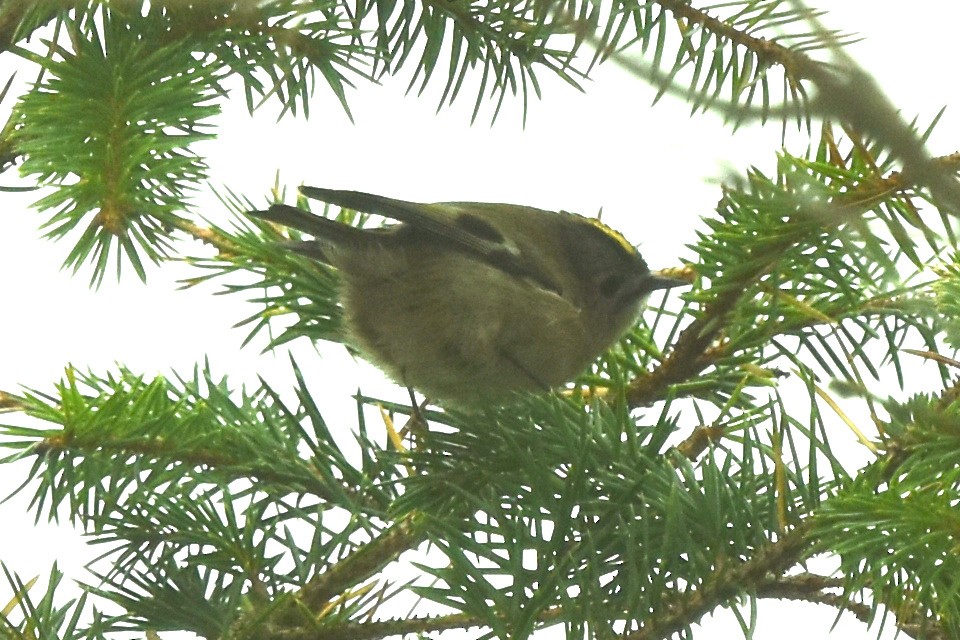 Mendi-erregetxoa - ML643781365