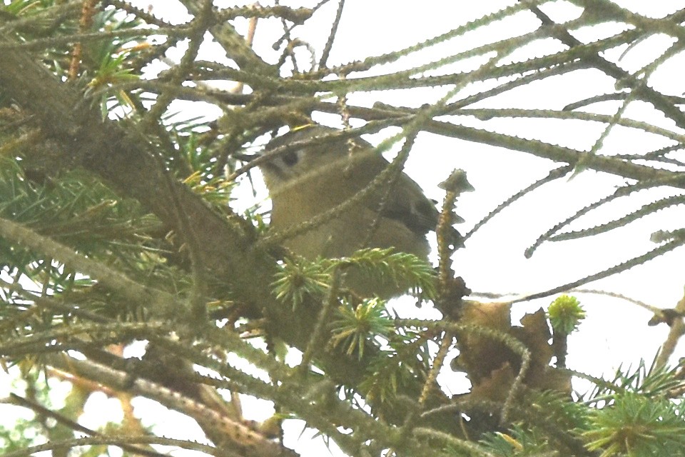 Mendi-erregetxoa - ML643781370