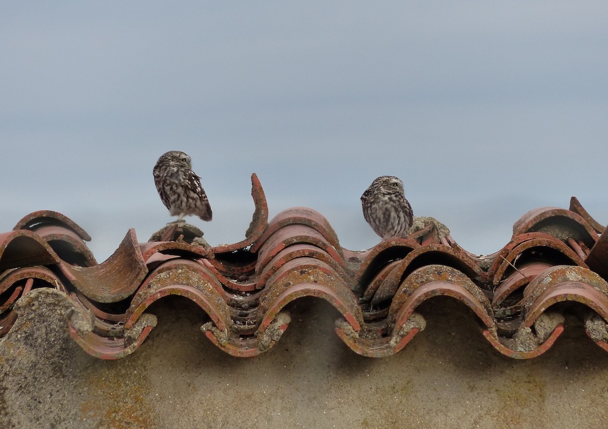 sýček obecný - ML643781372