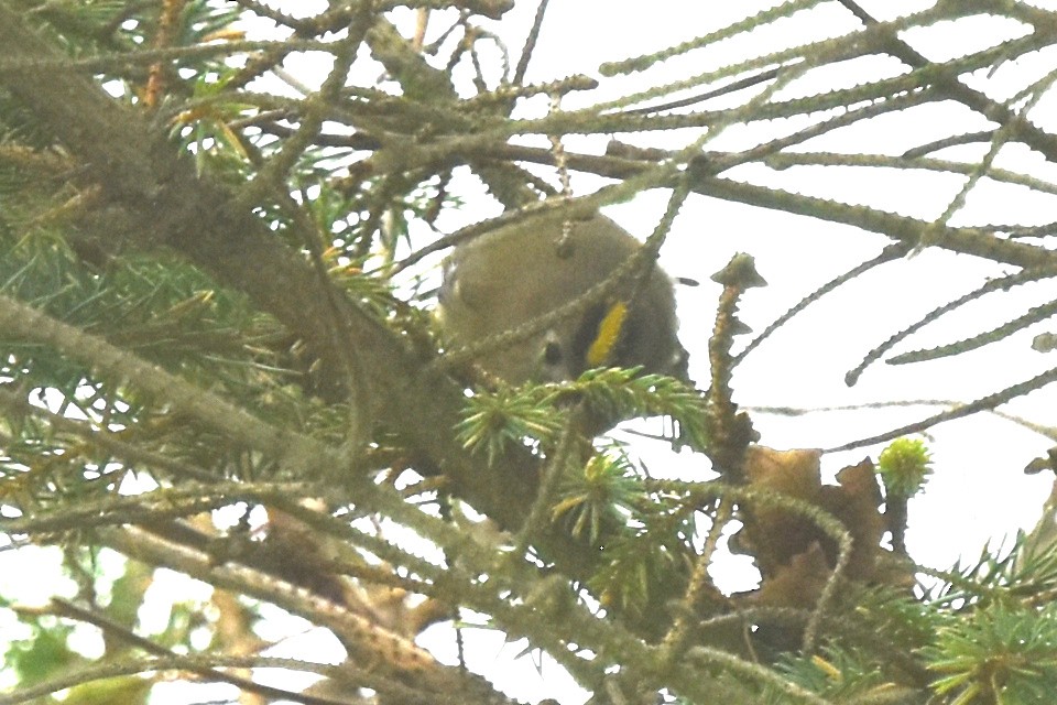 Mendi-erregetxoa - ML643781373