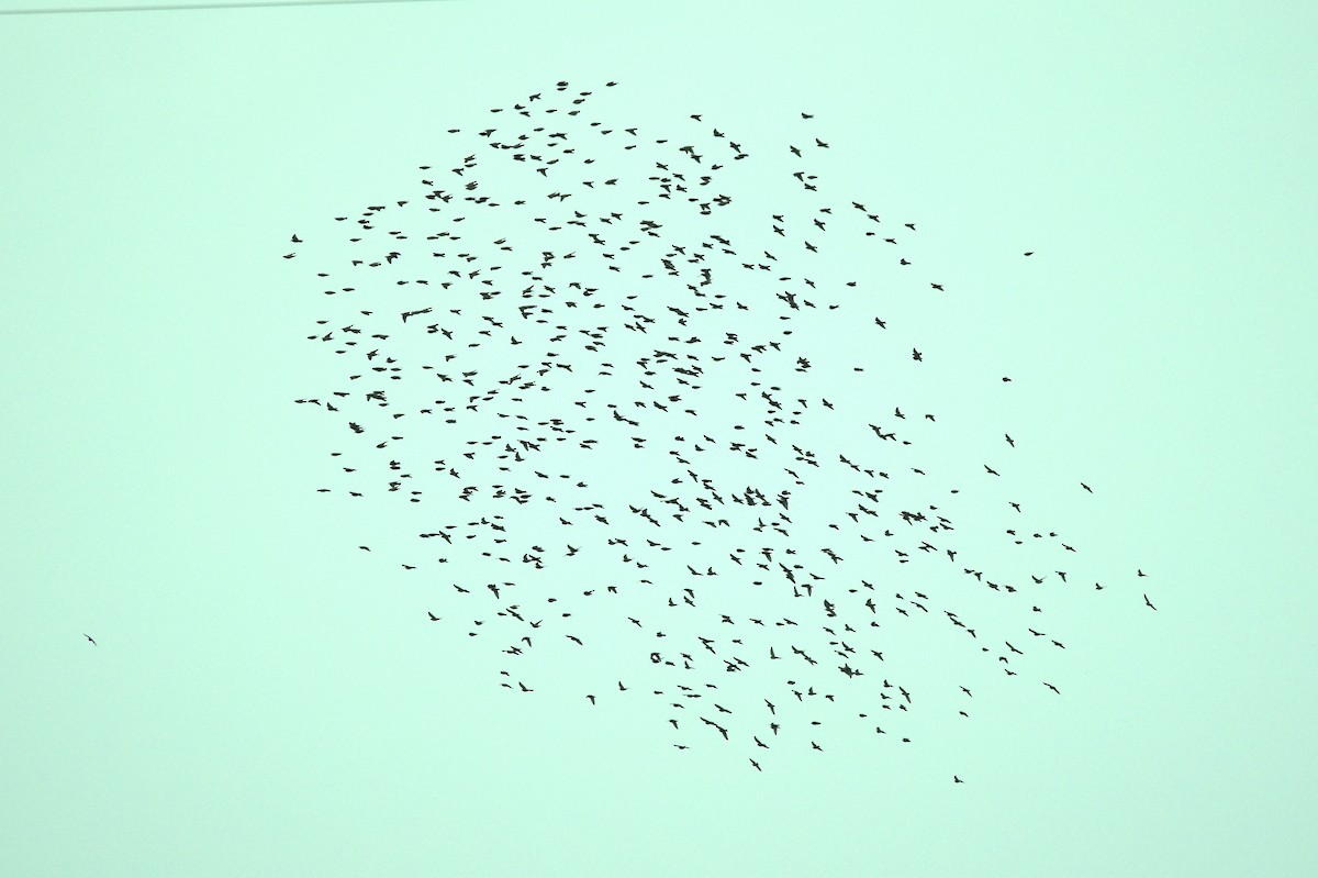 Arabazozo pikarta - ML643781376