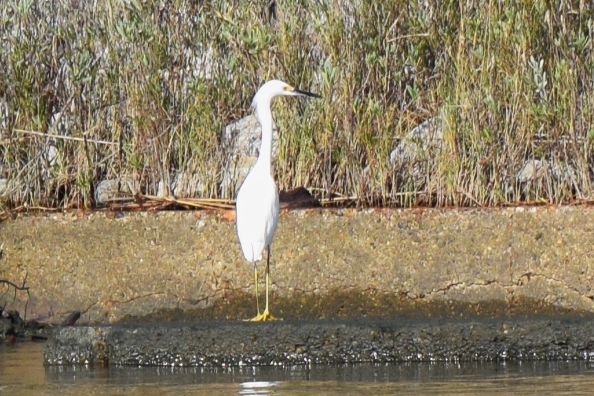 Snowy Egret - ML643781380