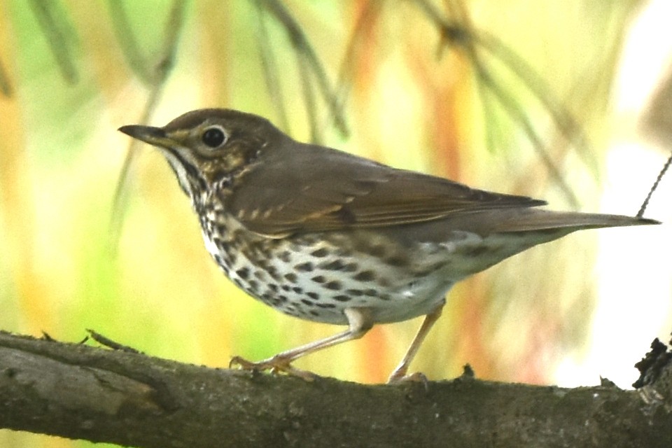 Birigarro arrunta - ML643781383