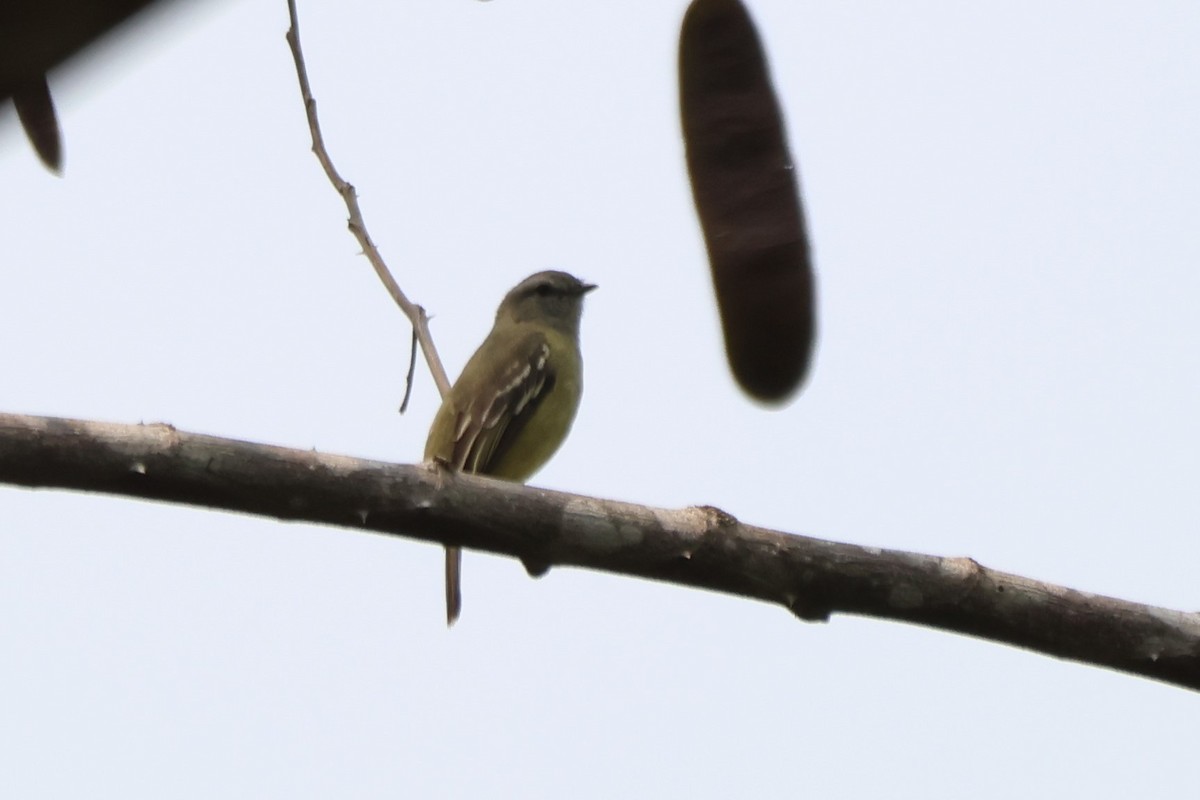 Yellow-crowned Tyrannulet - ML643781385